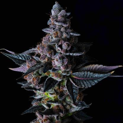 Elev8 Seeds - Permanent Pounder