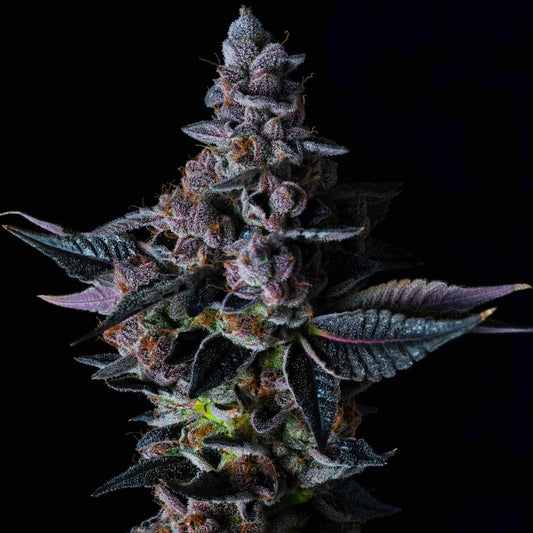 Elev8 Seeds - Permanent Pounder