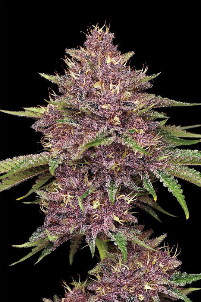 Humboldt - Purpz