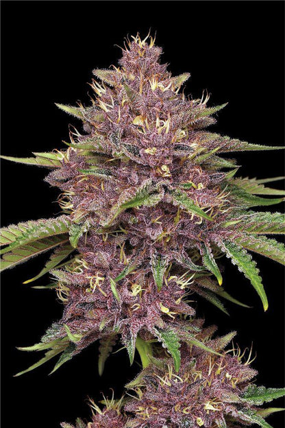 Humboldt - Purpz