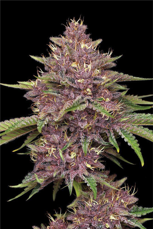 Humboldt - Purpz