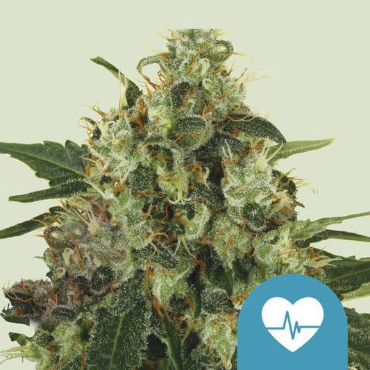 Royal Queen -  Medical Mass
