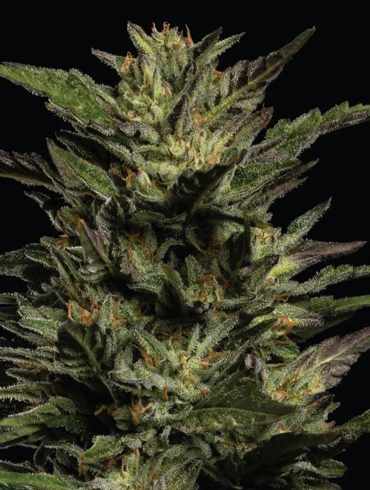 Humboldt - Pistachio