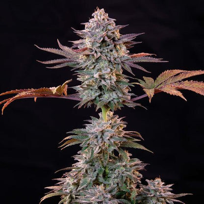 Royal Queen - Ice