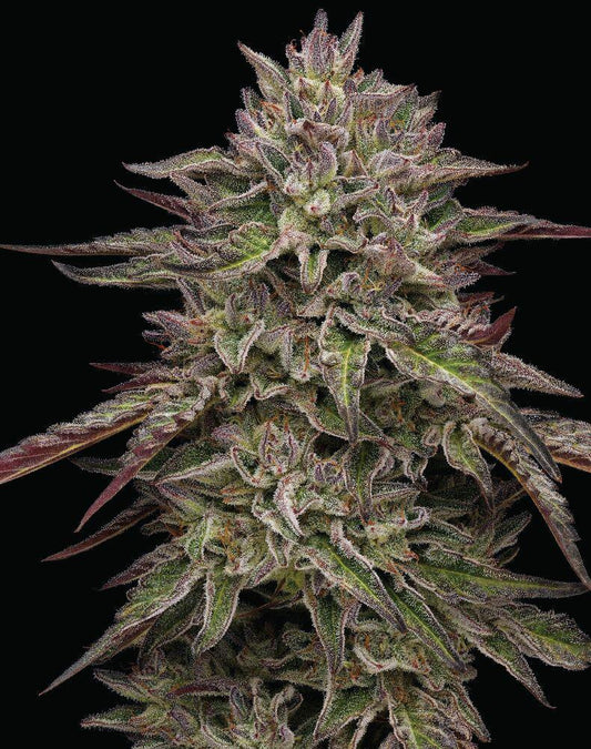 Humboldt - Royal Highness