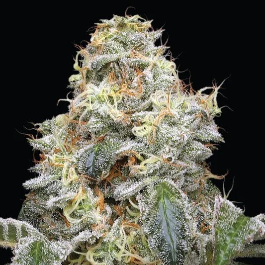 Humboldt -  Farmer’s Daughter