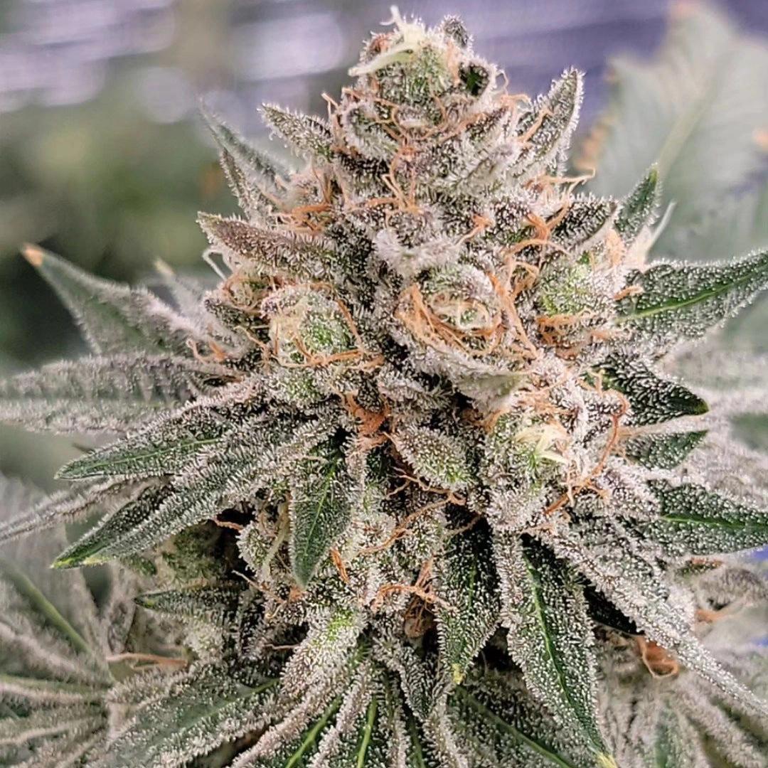 In House Genetics - Original Z RBX1