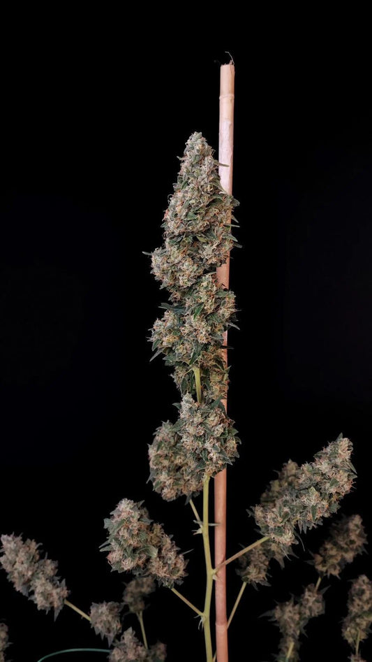 42 Fast Buds - Original Auto Cheese