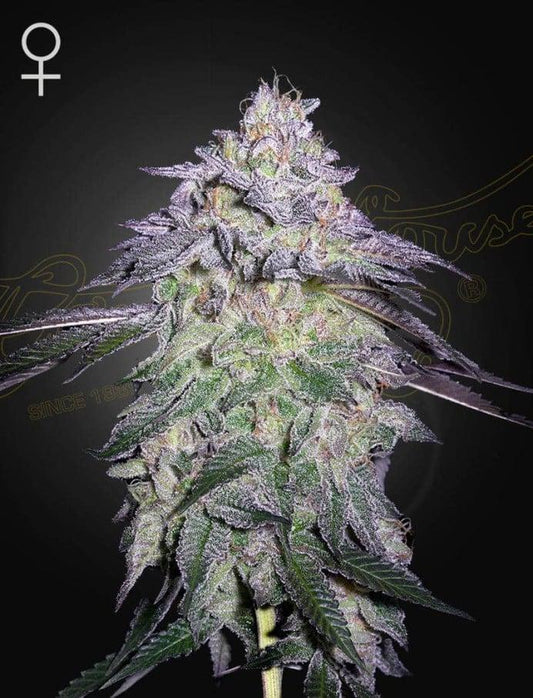 Green House Seed Co. - Nori Cake