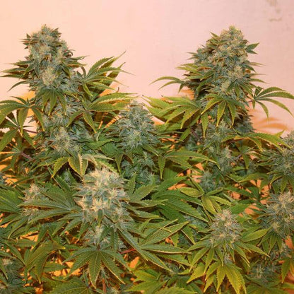 Royal Queen - Royal AK Auto