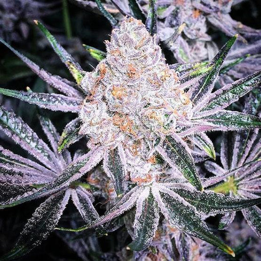 Ethos - Purple Sunset RBX2