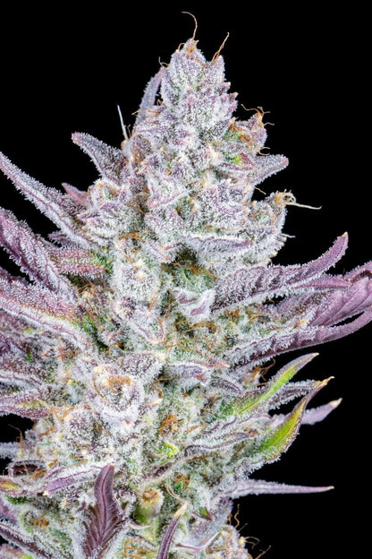 42 Fast Buds - Wedding Glue Auto