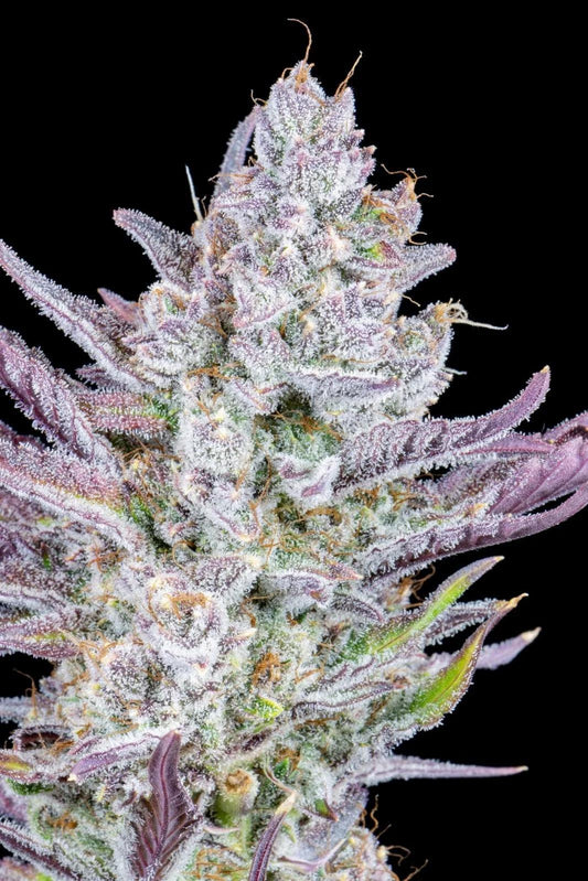 42 Fast Buds - Wedding Glue Auto