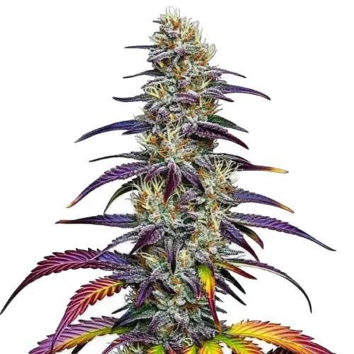 Blimburn - Blue Dream