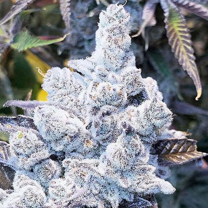In House Genetics - Slurricane #7 S1
