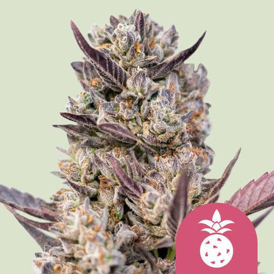 Royal Queen - Tropicana Cookies Purple