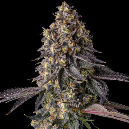 Compound Genetics - Kumamotoz