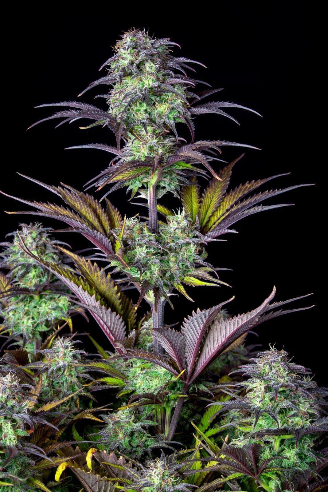 42 Fast Buds - Original Blueberry Auto