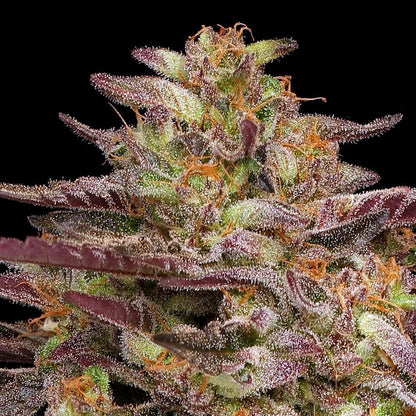 Humboldt -  Cob Salad