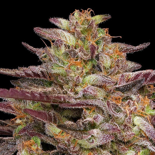 Humboldt -  Cob Salad