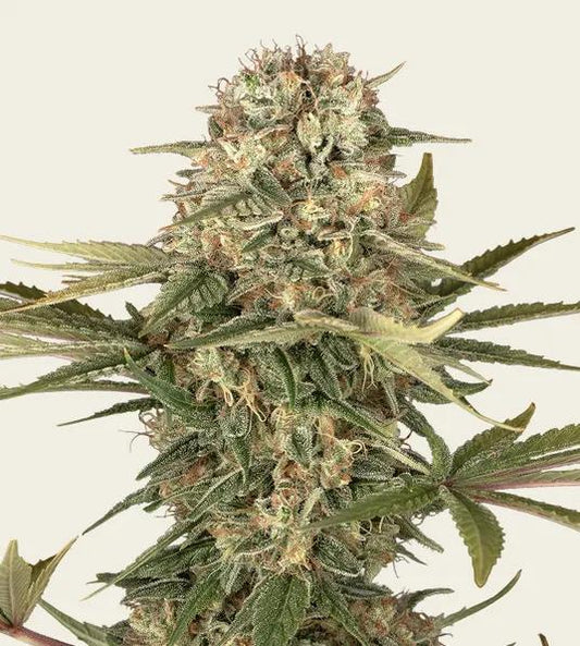 Barney's Farm - Master Kush