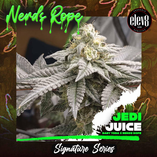 Elev8 Seeds - Jedi Juice