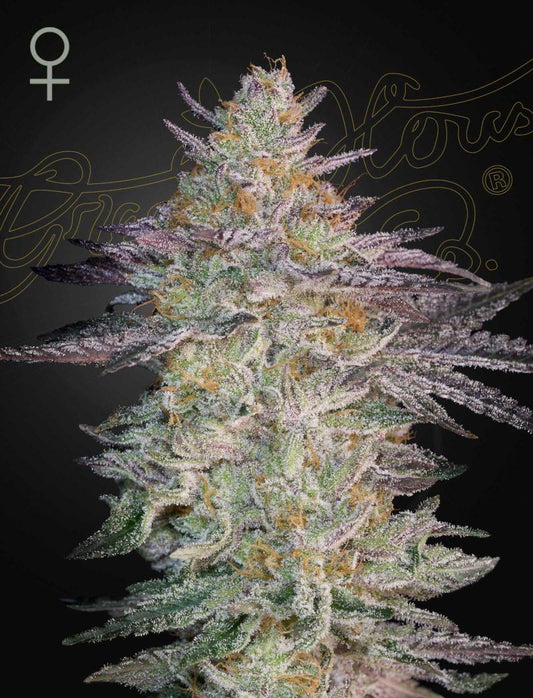 Green House Seed Co. - Super Lemon Haze x GMO