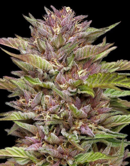 Humboldt - Pineapple Muffin