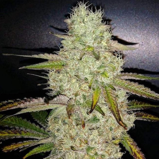 Ethos - Toasted R1