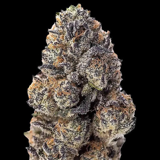 42 Fast Buds - Papaya Sherbet (F)