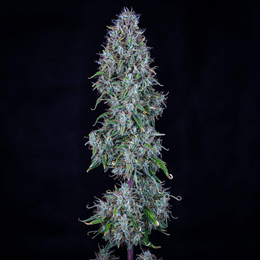 Mephisto - Hubbabubbasmelloscope