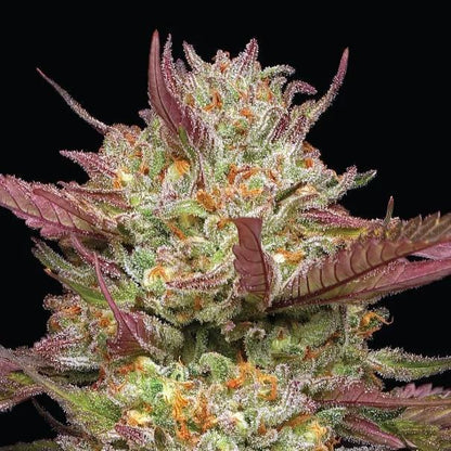 Humboldt -  Blueberry Pancakes