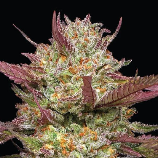Humboldt -  Blueberry Pancakes