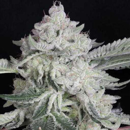 Twenty20 - Bubba Whip