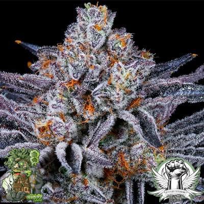 In House Genetics - Mac stomper X Platinum Kush Breath