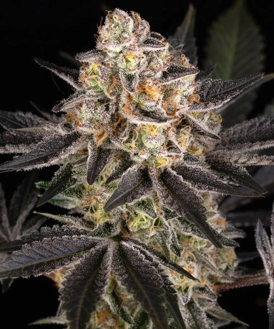 Barney's Farm - White Runtz