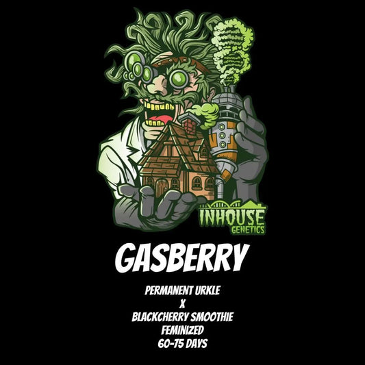 In House Genetics - Gasberry