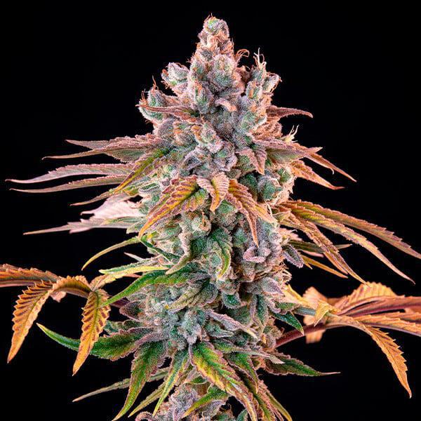 Royal Queen - Royal Cheese