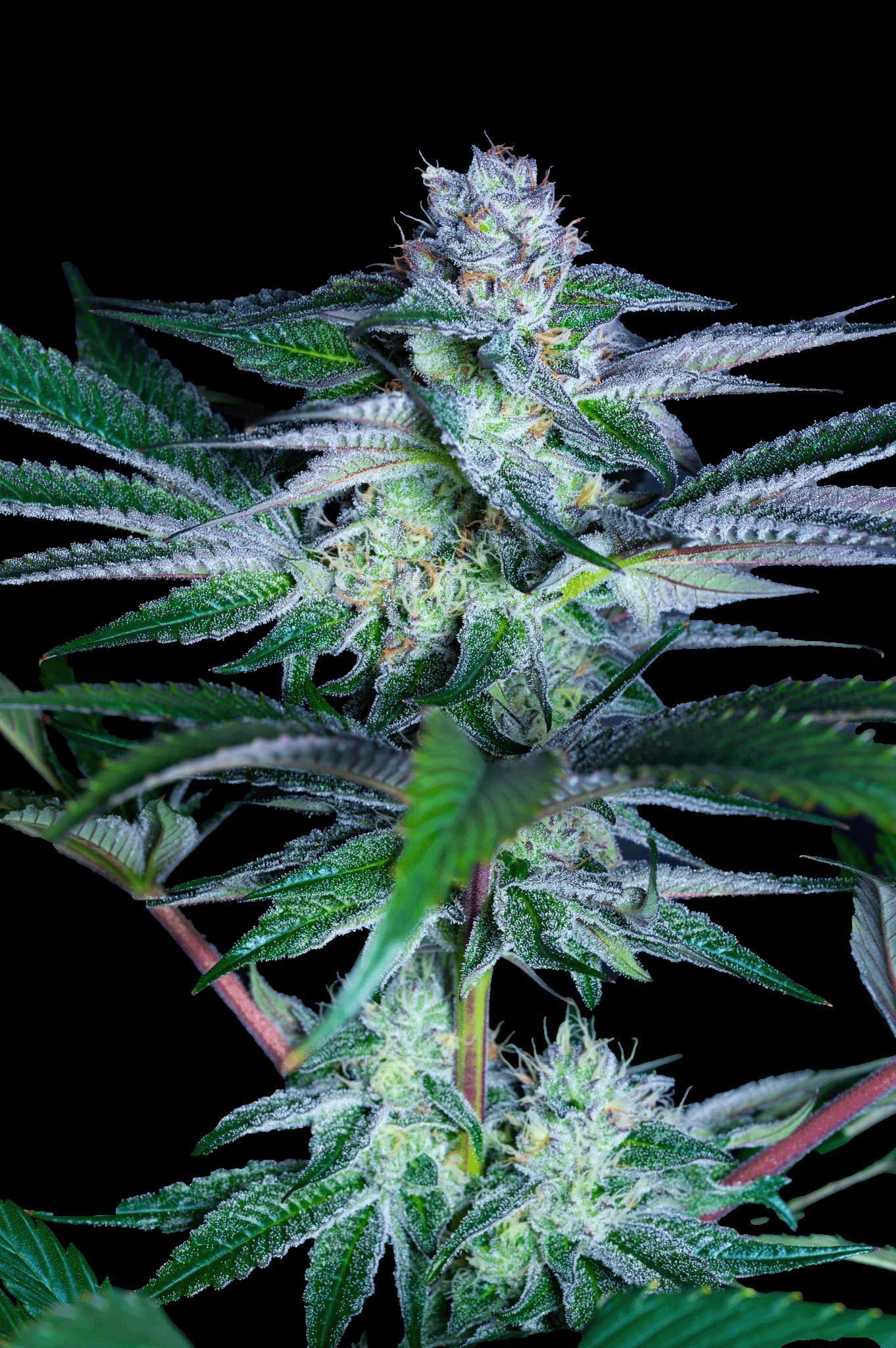 Elev8 Seeds - Permanent Pounder
