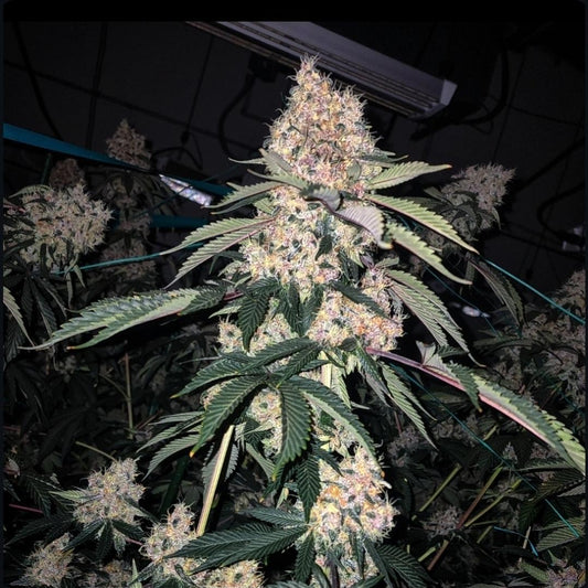 Ethos - Lemon Whhip Haze (SLH IBL B Line)