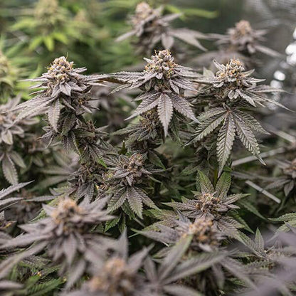 Royal Queen - Dynamite Diesel