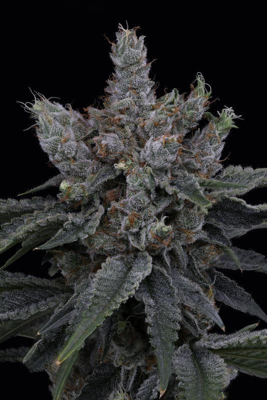 SinCity Seeds - Papaya & Lime (F)