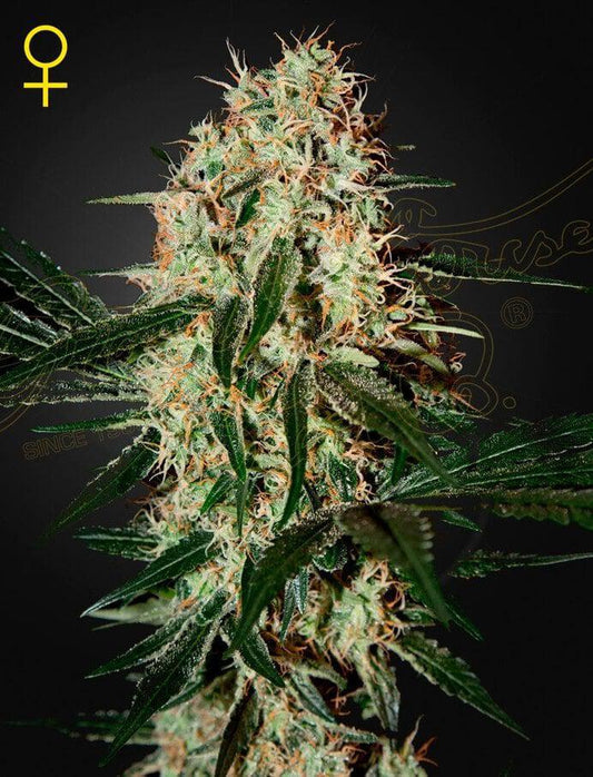 Green House Seed Co. - Arjan's Haze #3