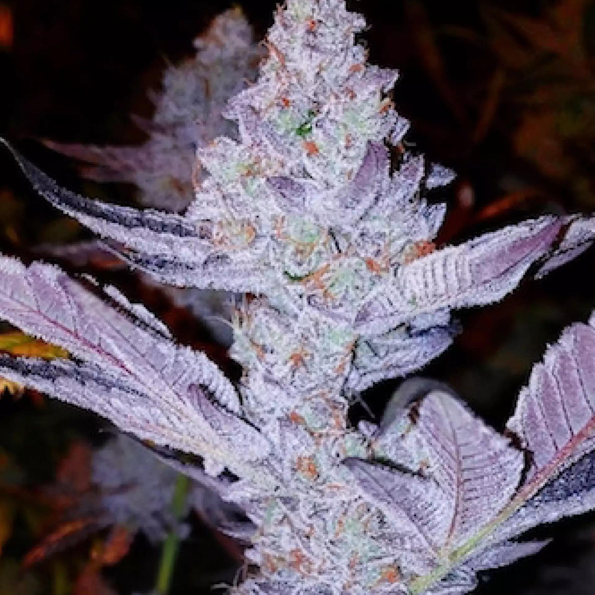 Ethos - GMO zkittles