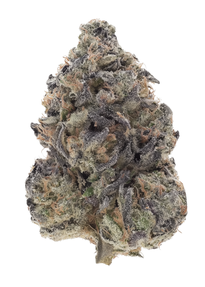 Purple City Genetics - Shiso