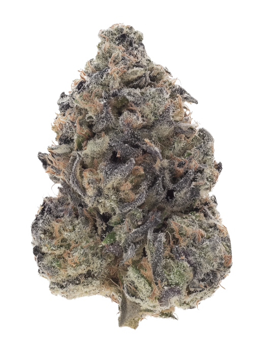 Purple City Genetics - Shiso
