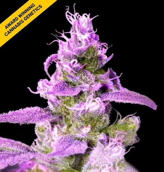 DNA Genetics - Purple Chocolope