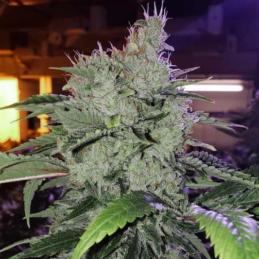 Ethos - Chem Funk R1