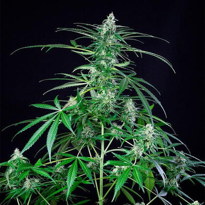 Royal Queen - Royal AK