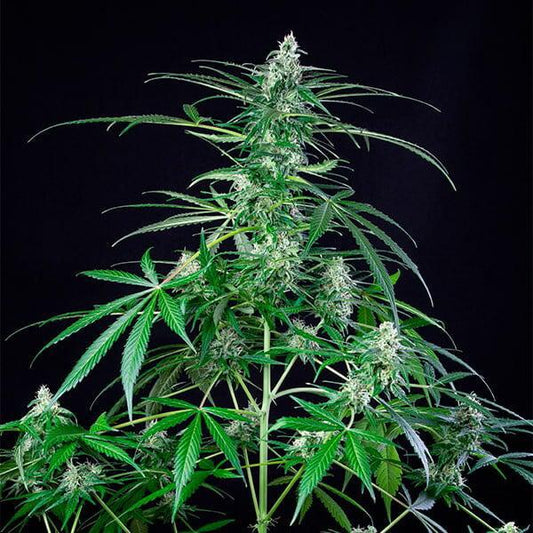 Royal Queen - Royal AK